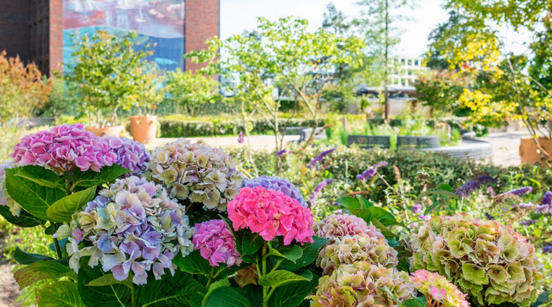 Houthavens Botanique: Amsterdams park verandert steeds van kleur