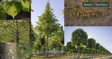 Tilia × europaea ‘Pallida Lappen’, een unieke selectie van Boomkwekerij Boom & Bonheur (voorheen Lappen) combineert historische grandeur met moderne topkwaliteit.