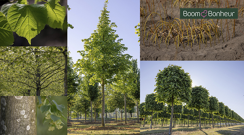Tilia × europaea ‘Pallida Lappen’, een unieke selectie van Boomkwekerij Boom & Bonheur (voorheen Lappen) combineert historische grandeur met moderne topkwaliteit.